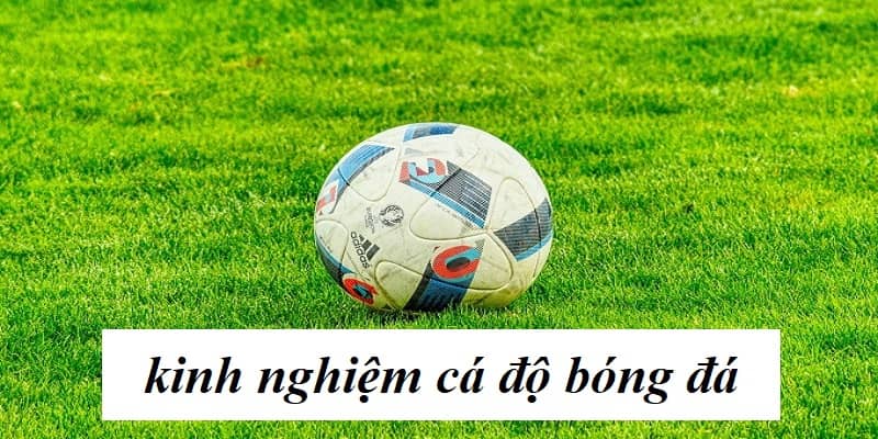 Tham khảo kinh nghiệm cá độ bóng đá tại 8xbet